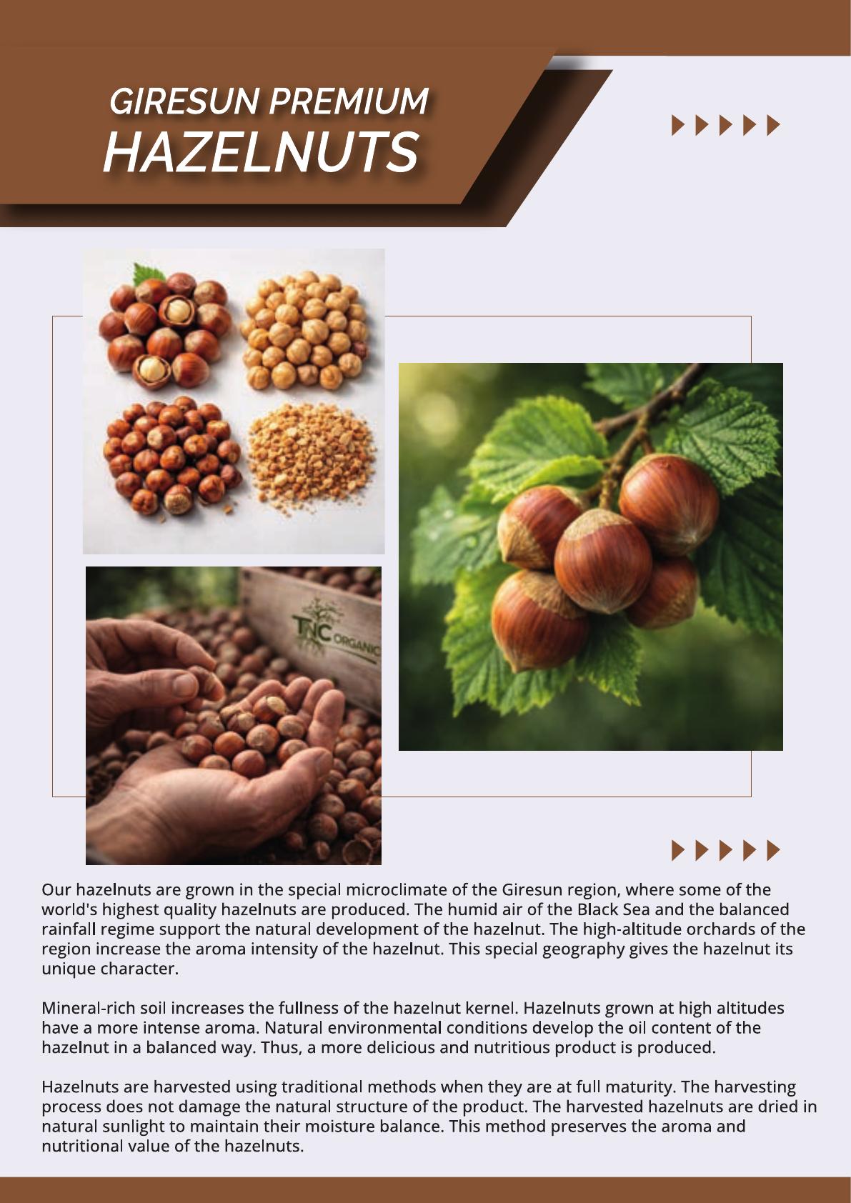 TNC Giresun Premium Hazelnuts - Retail and Bulk Supply