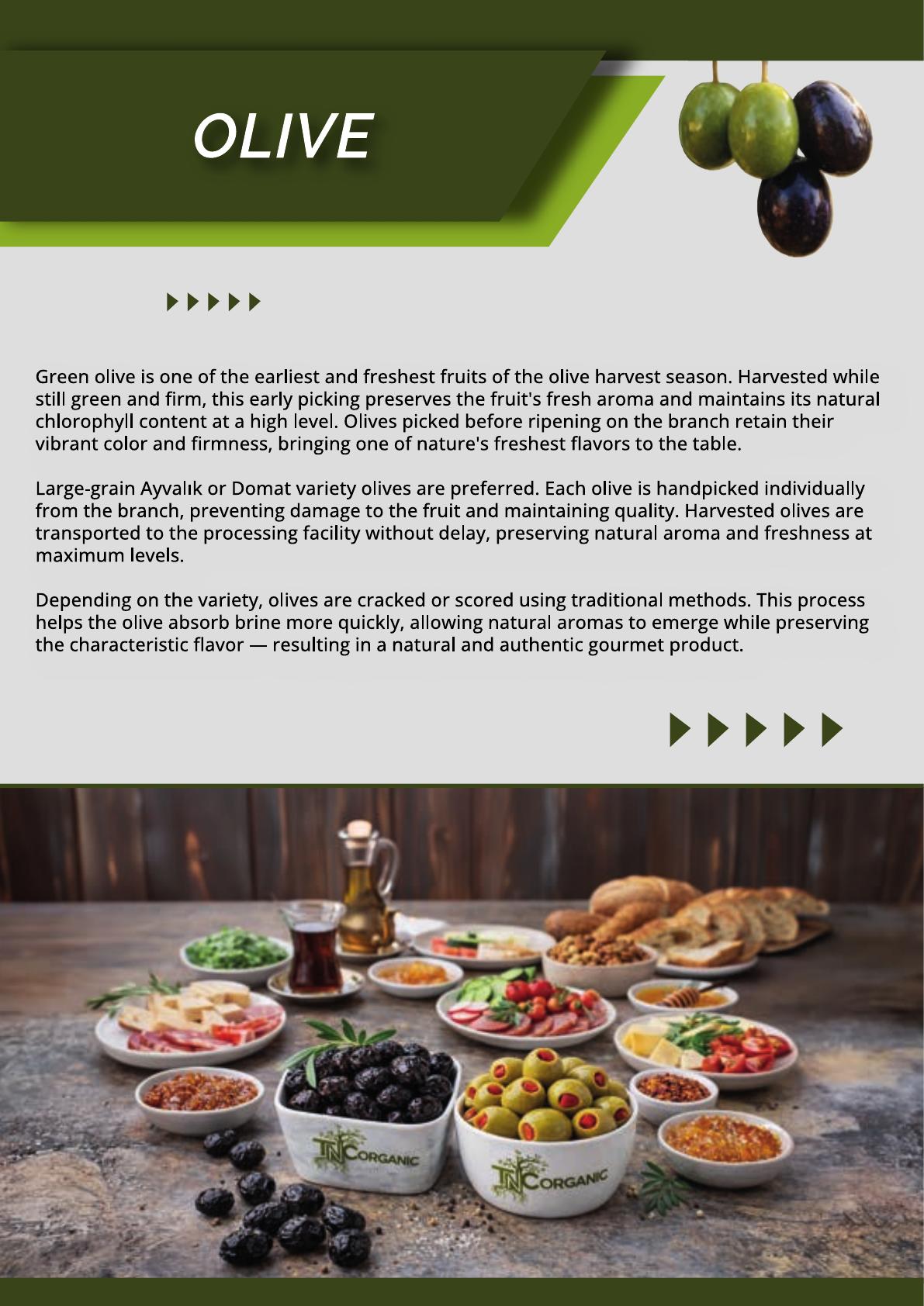 TNC Organic Olives - Export Ready Gourmet Varieties