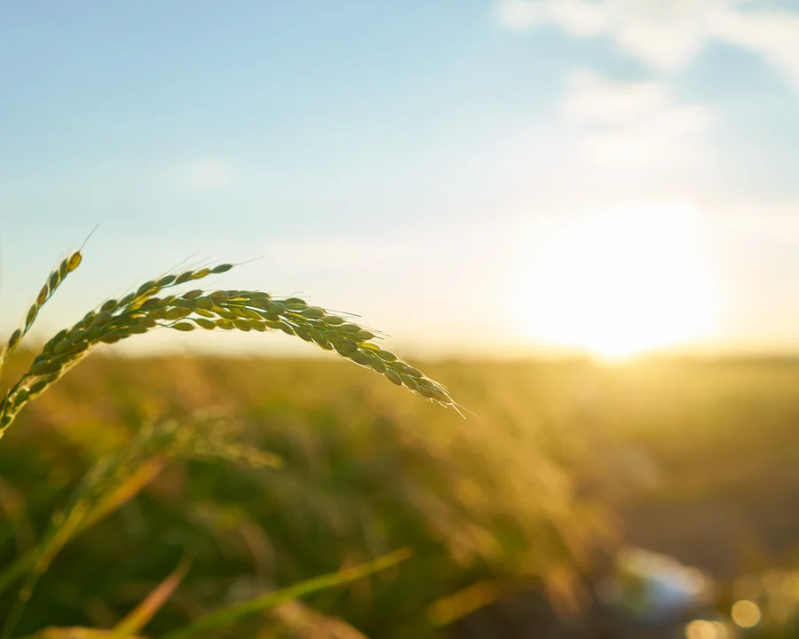 Rice production landscape supporting agricultural program data